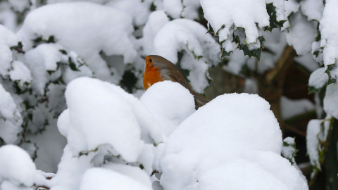 Un pájaro posado en las ramas nevadas de un árbol en Lugo.