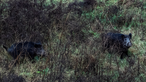 Dos jabalíes por el cauce del Río Ter, cerca del Hospital Trueta, en Girona. Dos jabalíes por el cauce del Río Ter, cerca del Hospital Trueta, en Girona.