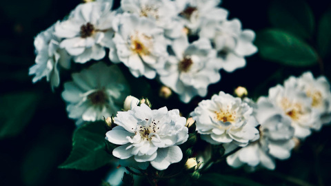 Camelias Camelias