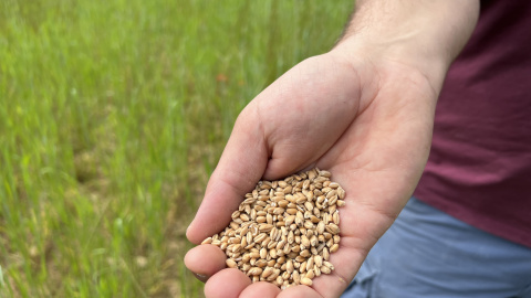Una mostra de llavors de blat forment