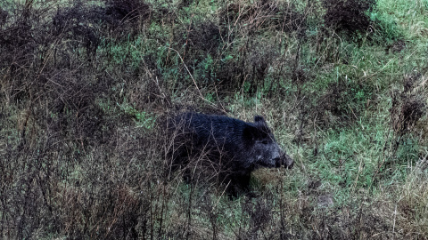 Foto de archivo de un jabalí por el cauce del Río Ter, en Catalunya.