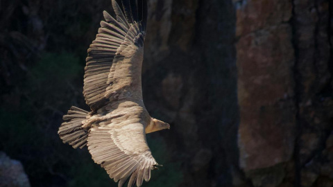 Imagen de un buitre leonado en el Parque de Monfragüe.