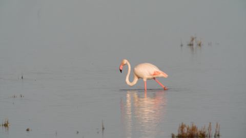 Imagen de un flamenco en las marismas de Doñana.