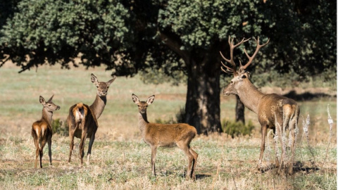 Una familia de ciervos en el Parque Nacional de Cabañeros.