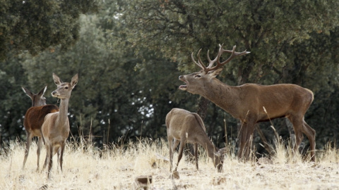 La berrea de los ciervos en el Parque Nacional de Cabañeros.