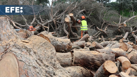 El pino bajo el que yace 'Platero', talado tras no recuperarse de los daños de un tornado El pino bajo el que yace 'Platero', talado tras no recuperarse de los daños de un tornado
