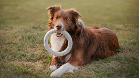 Algunos perros poseen los mecanismos de aprendizaje de un bebé de 18 meses.