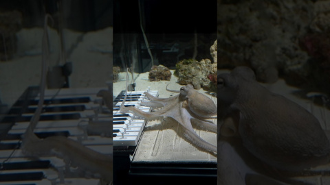Un hombre enseñó a un pulpo a tocar el piano en seis meses.