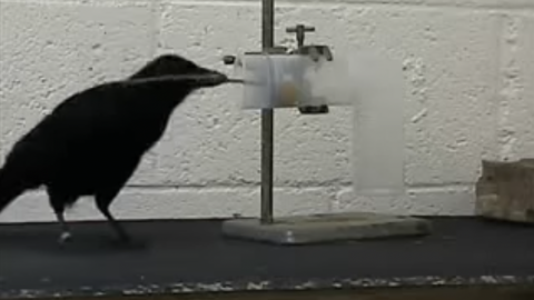 La cuervo Betty crea una herramienta.