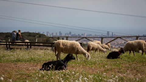 Un grupo de ovejas pastan con Barcelona de fondo. Un grupo de ovejas pastan con Barcelona de fondo.