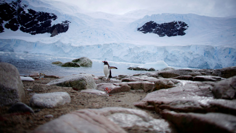 Un pingüino llega a la costa de Puerto Neko, en la Antártida. Un pingüino llega a la costa de Puerto Neko, en la Antártida.