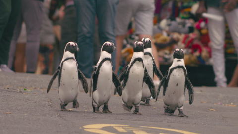 'Colonia pingüino', en Netflix, sigue la vida de cuatro parejas de pingüinos en un entorno urbano.