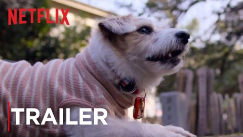 Tráiler oficial 'Amigos caninos' | Netflix Tráiler oficial 'Amigos caninos' | Netflix