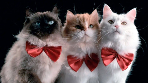 Tráiler de 'En la mente de un gato' Tráiler de 'En la mente de un gato'