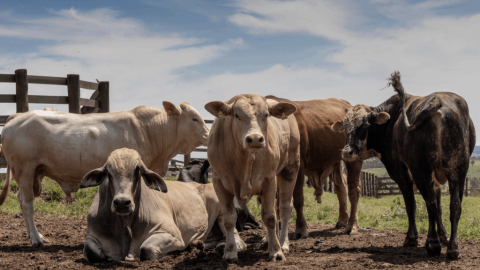 El acuerdo Mercosur-UE visto desde el otro lado del charco