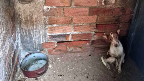 Más perros maltratados en la 'casa de los horrores' de Puertollano, dos años de un infierno que supera las cien víctimas