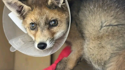 Imagen de una zorrita atrapada por cepo que perdió la pata. Imagen de una zorrita atrapada por cepo que perdió la pata.