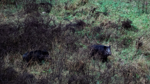 Imagen de archivo de dos jabalíes por el cauce del Río Ter (Girona, Catalunya).