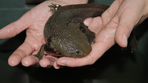 El ajolote es una especie que solo vive en México. El ajolote es una especie que solo vive en México.