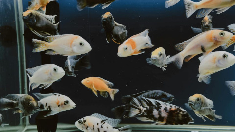 Imagen de un acuario doméstico. Imagen de un acuario doméstico.