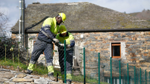 EuropaPress_6547296_trabajador_senegales_assane_camara_jornada_laboral_27_febrero_2025 El trabajador senegalés Assane Camara durante su jornada laboral en Cervantes, Lugo, Galicia (España).