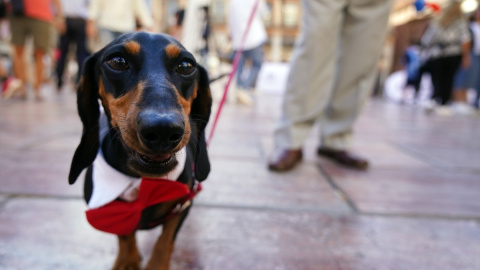 Un perro da un paseo junto a su dueño por las calles de Málaga.
