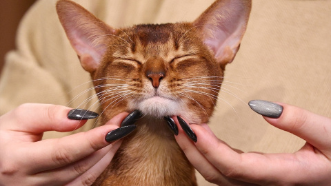 A pesar de su fama de independientes, los gatos forman conexiones profundas con las personas.