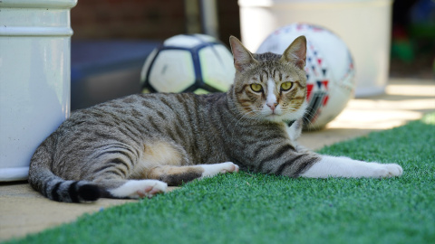 Los gatos aportan muchos beneficios relacionados con la salud mental.