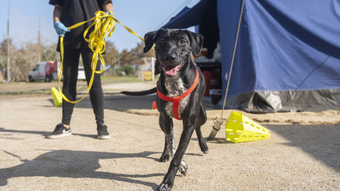 Perro Dana Un perro pocos días después de la DANA de octubre de 2024 en el País Valencià.