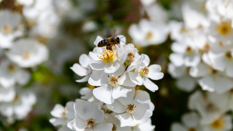 Una abeja posada en una flor (Archivo). Una abeja posada en una flor (Archivo).
