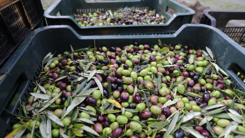Varias aceitunas durante el comienzo de la campaña de recogida en Lugo. Varias aceitunas durante el comienzo de la campaña de recogida en Lugo.