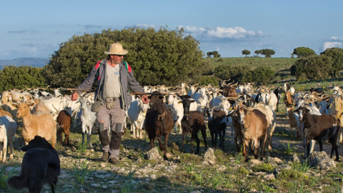 Entre cabritos Entre cabritos