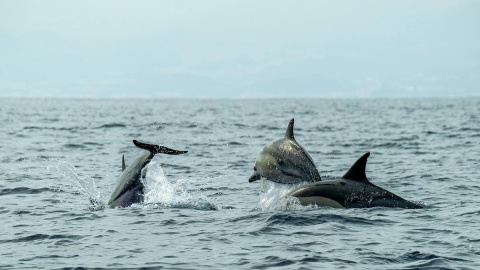 Unos delfines saltan en el mar. Unos delfines saltan en el mar.
