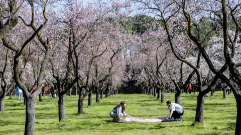 Almendros en flor en la Quinta de los Molinos, a 25 de febrero de 2026, en Madrid. Almendros en flor en la Quinta de los Molinos, a 25 de febrero de 2026, en Madrid.
