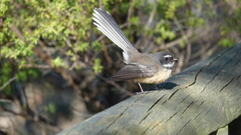 Imagen de un ave descansando sobre un tronco.