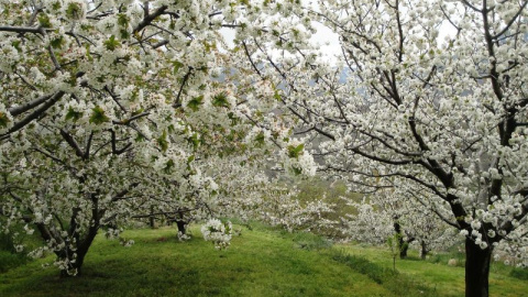 Los cerezos en flor son uno de los principales atractivos del Valle del Jerte, aunque no el único.