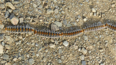 La oruga procesionaria baja de los árboles con la llegada de la primavera.