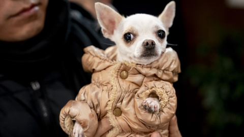 En la salud canina como en la humana, más vale prevenir que curar. En la salud canina como en la humana, más vale prevenir que curar.