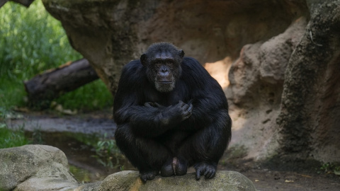 Foto de un chimpancé en el Zoo de Barcelona.