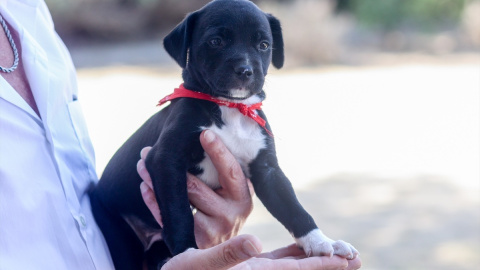 La visión de los perros no se parece a la de los seres humanos. La visión de los perros no se parece a la de los seres humanos.