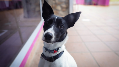 Un perro en el Hospital Veterinarea en Alpedrete.