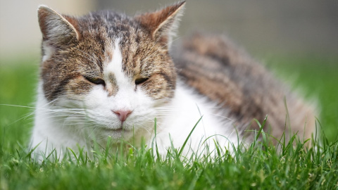 Los gatos senior tienden a dormir durante más horas al día que los ejemplares más jóvenes. Los gatos senior tienden a dormir durante más horas al día que los ejemplares más jóvenes.