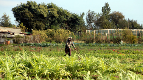 Un pagès treballant en un camp de carxofes a Gavà Un pagès treballant en un camp de carxofes a Gavà