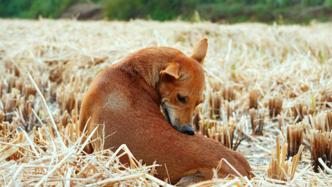 Después de cada paseo es preciso revisar la piel de nuestro perro para asegurarnos que no le ha picado ninguna garrapata.