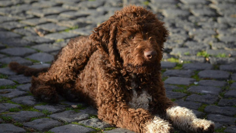 Los perros de aguas se caracterizan por su pelaje de tipo lanudo.