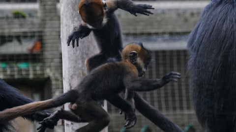 Fotografía de archivo de crías recién nacidas de primates. Jacob King / Europa Press