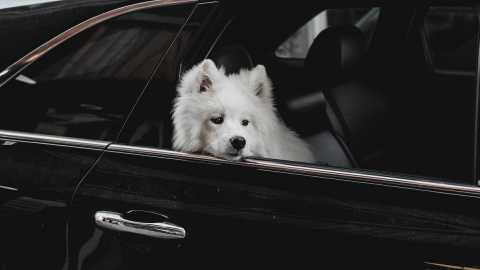 Un perro curioso se asoma por la ventanilla de un coche. Un perro curioso se asoma por la ventanilla de un coche.