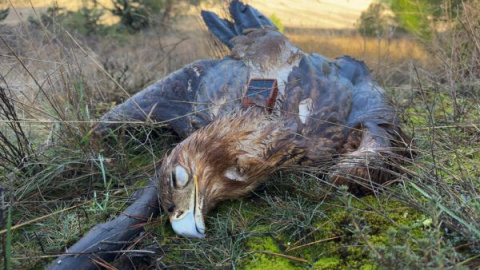 Amenaza lo que más queremos, todos contra el veneno en el campo