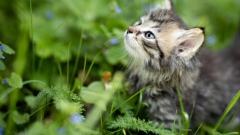 Un gato entre vegetación. Un gato entre vegetación.