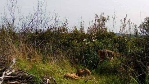 Hito histórico en Cabañeros: nace la primera camada de lince ibérico desde su declaración como parque nacional